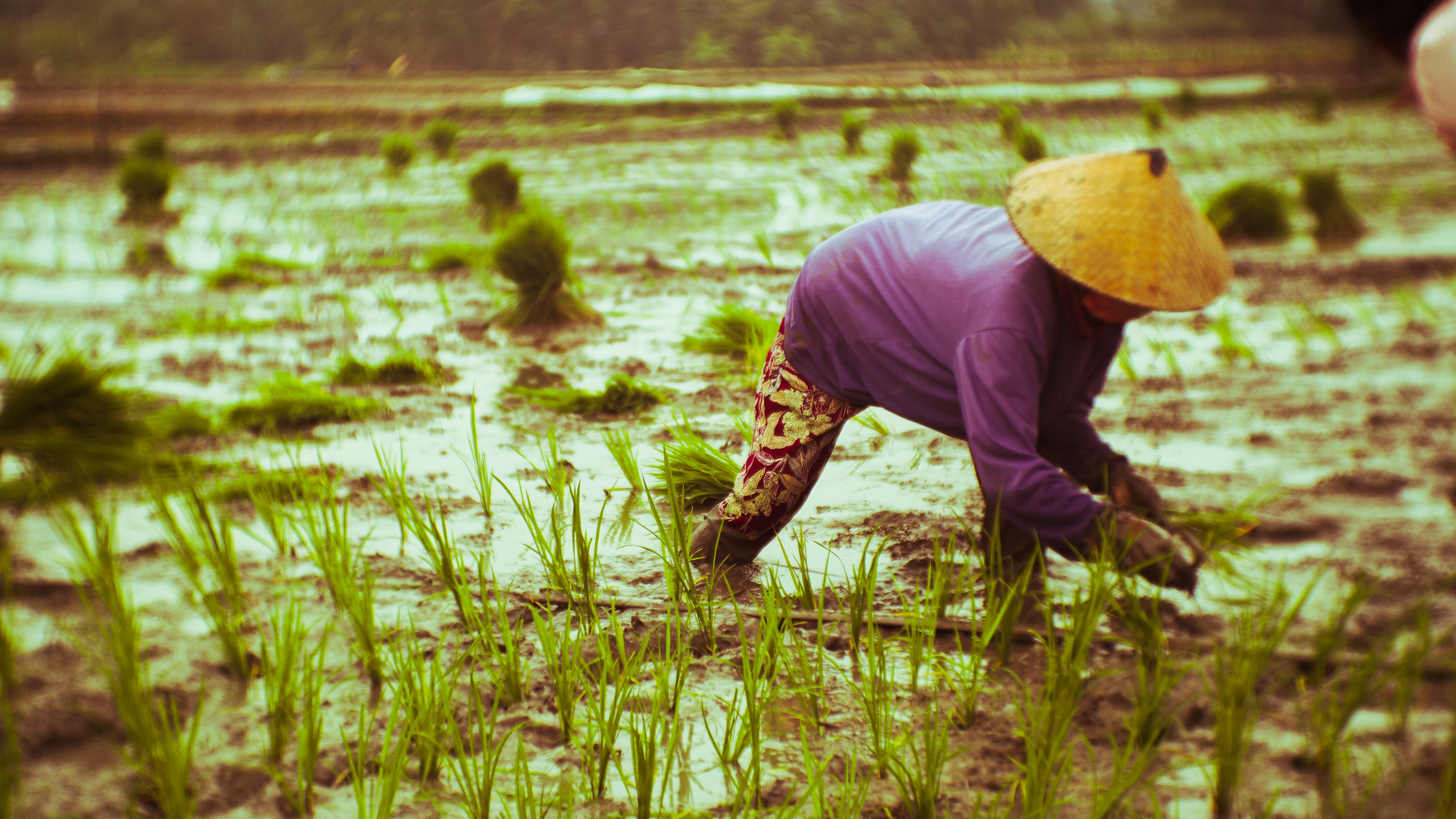 Agriculture and Agribusiness in the Indian Context